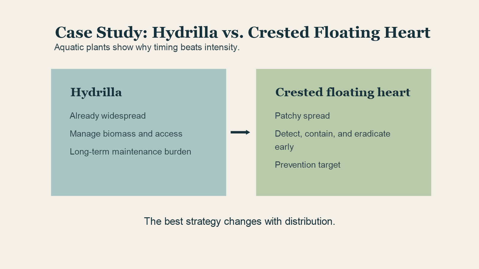 Comparison diagram for hydrilla and crested floating heart.