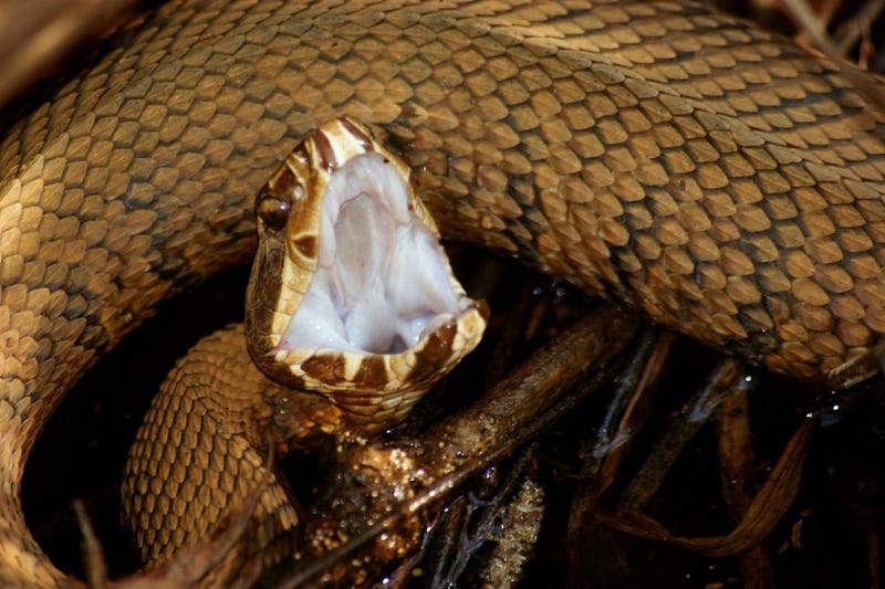 Close view of a coiled python.
