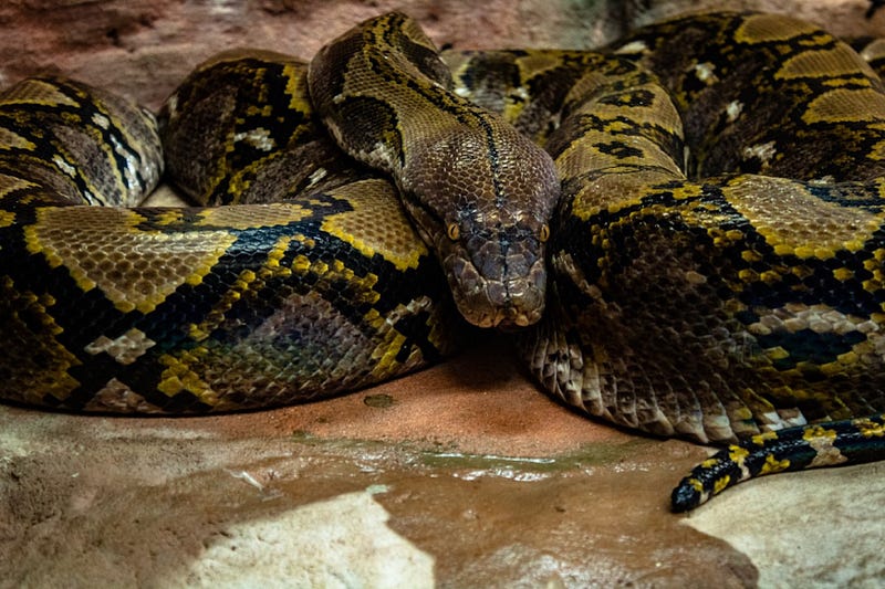 Burmese pythons coiled together.