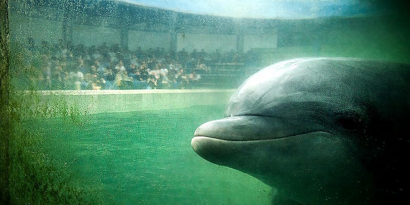The Dolphin Company