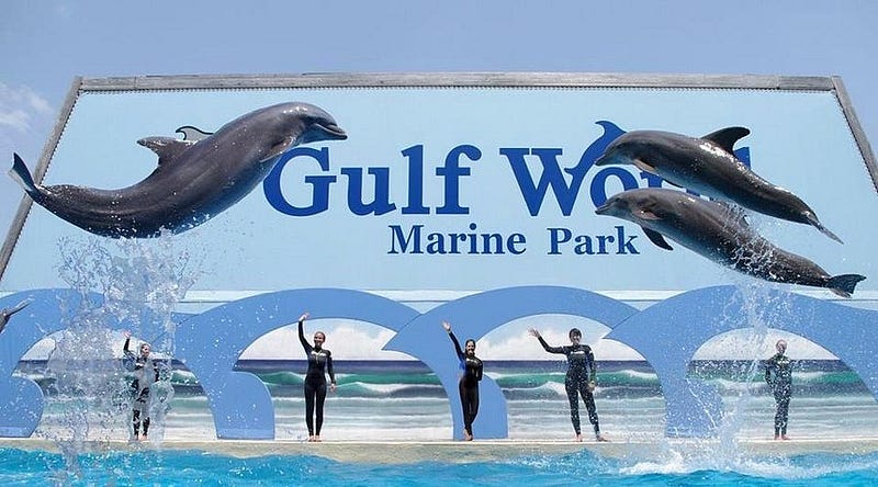 Three dolphins perform at Gulf World Marine Park ~ Source