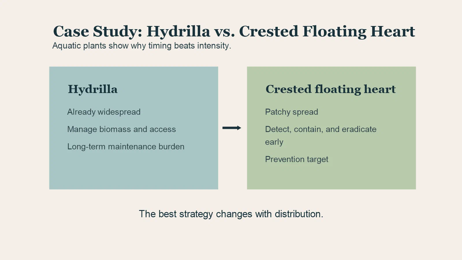 Comparison diagram for hydrilla and crested floating heart.