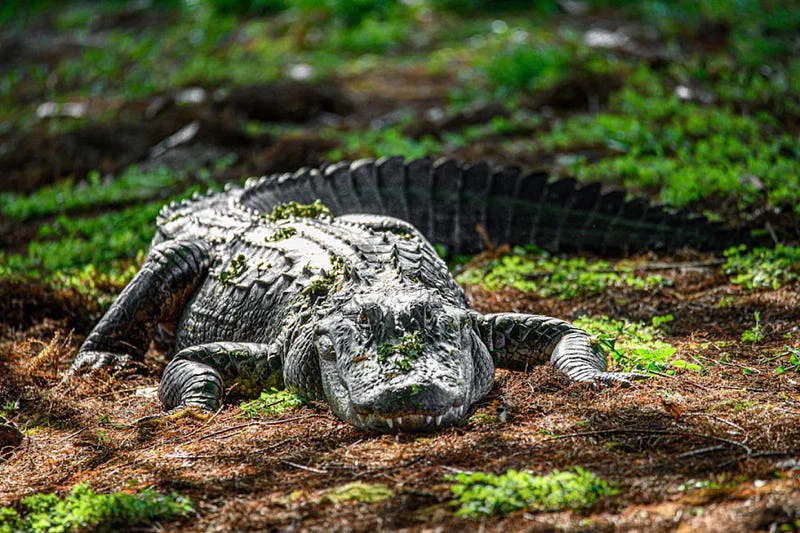 Alligator resting near water in a Florida habitat.