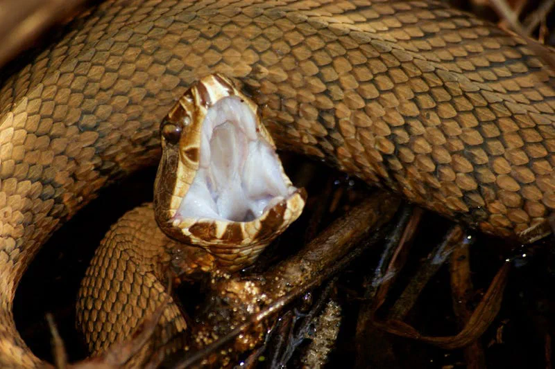 Close view of a coiled python.