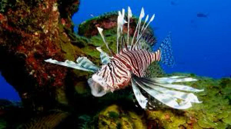 Lionfish near coral.