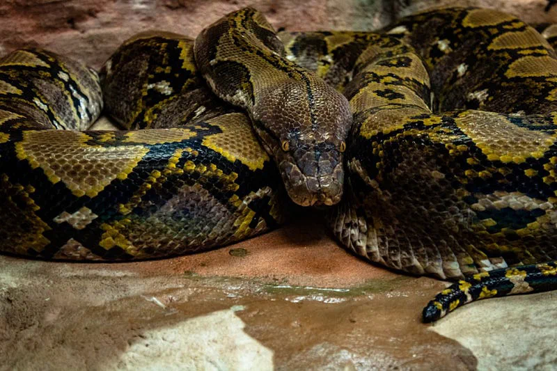 Burmese pythons coiled together.