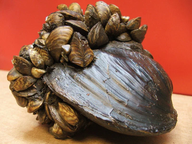 Zebra mussels attached to a hard surface.