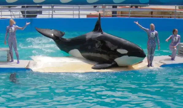 Lolita the Orca ~ Source